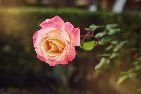 Tea rose Stock Photos