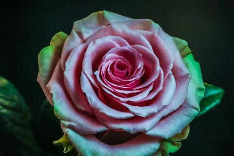 Tea Rose 库存照片