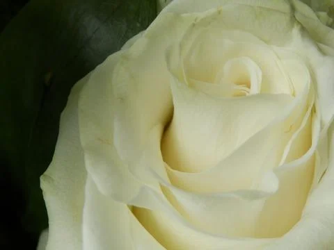 Tea Rose. Stock Photos