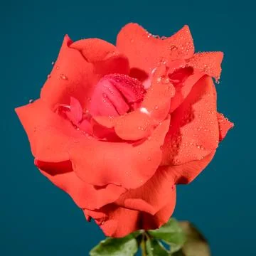 Tea rose Red Peace on a blue background Foto stock