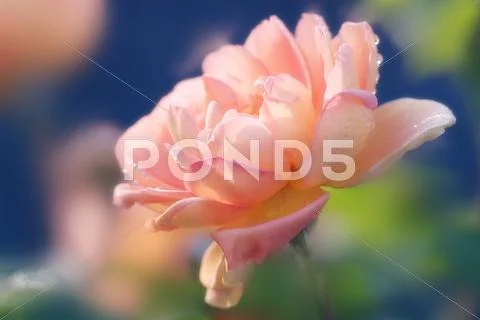 Tea rose (rosa 'the oregonian') Stock Photos