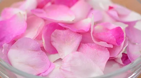 Tea rose on a white background. Vídeos de archivo 63383663