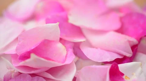 Tea rose on a white background. Stock-Footage 67271083