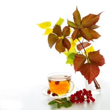 Tea with rosehip Stock Photos