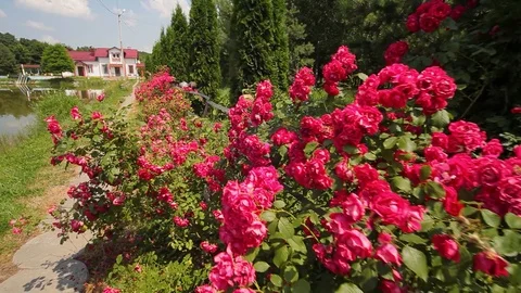 Tea roses growing in the park. Stock Footage 111766432