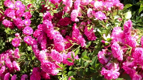 Tea Roses In The Wind Stock Footage 65752392