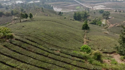 Tea Rows With Trees and Distant Fields in Muong Khoa, Lai Chau Vietnam Видео 333340644