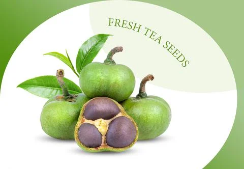 Tea seed with leaf isolated on pattern colour Stock Photos