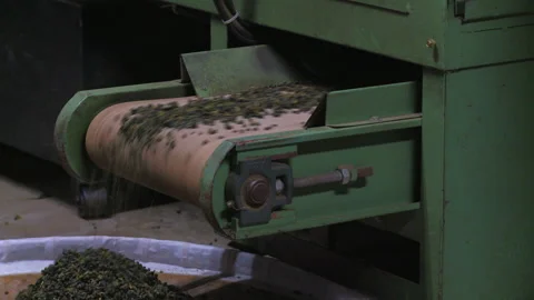Tea selecton process in Taiwanese factory, medium shot Stock Footage 130500174