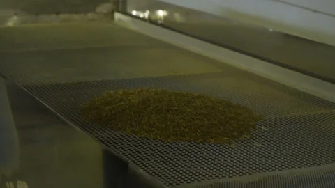 Tea sheets are readout at the factory Stock Footage 127469782