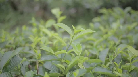 Tea Shoots Stock Footage 123195559