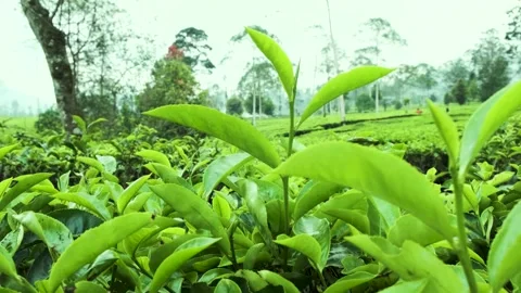 Tea shoots swaying gently in the wind in a tea plantation Stock Footage 253950741