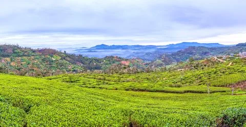 The tea shrubs Stockfoto's