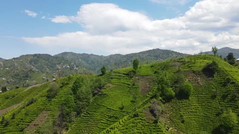 Tea Terraces And Cloudy Sky 스톡 동영상 332704119