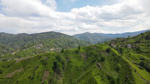 Tea Terraces And Cloudy Sky Stock Footage 332892967
