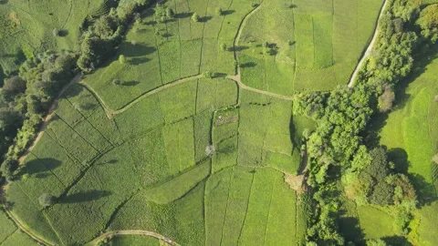 Tea Terraces Video stock 331234439