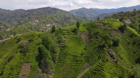 Tea Terraces Stock Footage 332511919