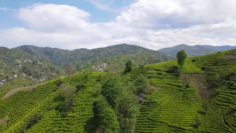 Tea Terraces 스톡 동영상 333319621