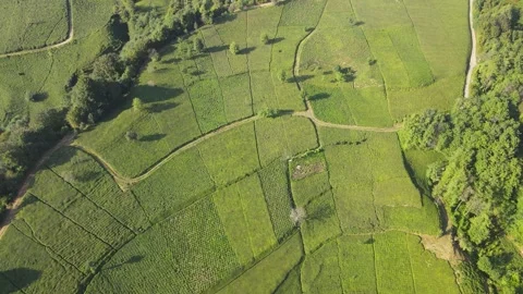 Tea Terraces Stock Footage 334601634
