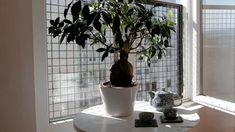 Tea time at home next to open window on a sunny afternoon. Stock Footage 130152862