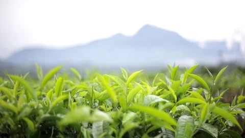 Tea Top Leaf Stock Footage 107353641