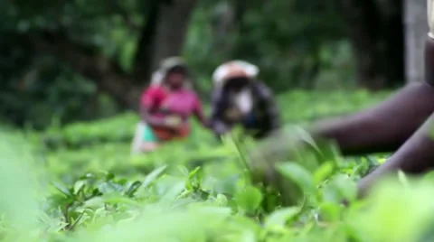 Tea Trails Ladies Plucking Stock Footage 34165484