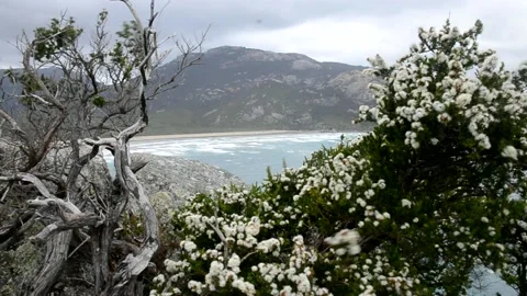Tea tree and ocean Stock Footage 163778267