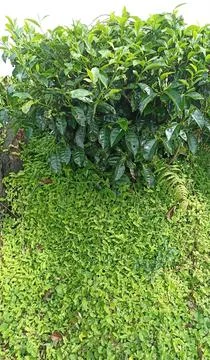 The tea tree around which grows a kind of mini grass with fresh green leaves aro Stock Photos