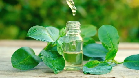Tea tree essential oil in a small bottle. Selective focus. Stock Footage 161070688