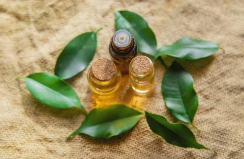 Tea tree essential oil in a small bottle. Selective focus. Stock Photos