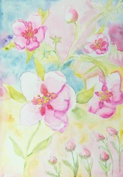 Tea tree flowers blossoming. Illustration