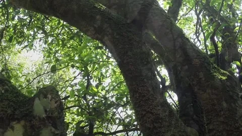 Tea tree Stock Footage 235134283