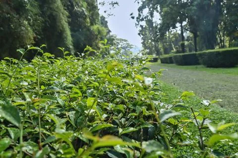 Tea tree in garden. Stock-Fotos