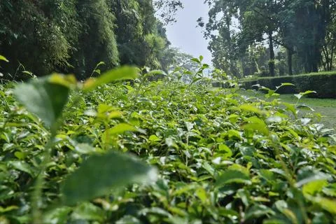 Tea tree in garden. Stock Photos