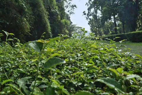 Tea tree in garden. Stock Photos