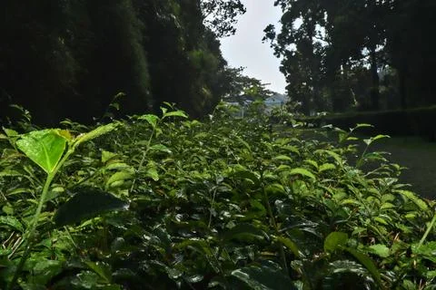 Tea tree in garden. Foto stock