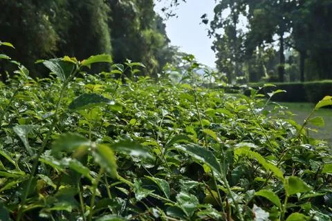 Tea tree in garden. Foto stock