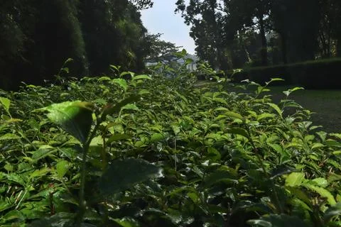 Tea tree in garden. Foto stock