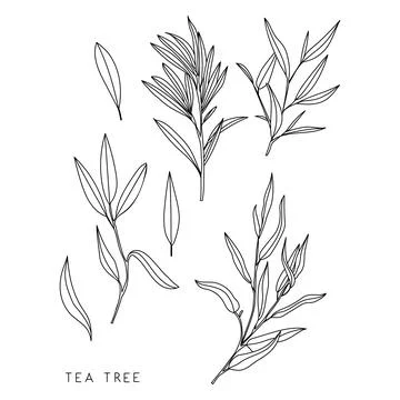 Tea tree hand drawing. Sketch illustration. Illustrazione stock