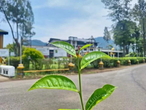 Tea tree leaf Stock Photos