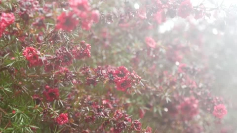 Tea tree or myrtle flower, leptospermum or manuka bloom, ruby glow or red damask Stock Footage 218959521