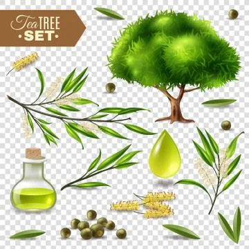 Tea Tree Set Stock Illustration
