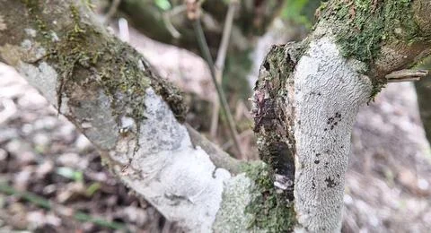 Tea tree trunks Stock Photos