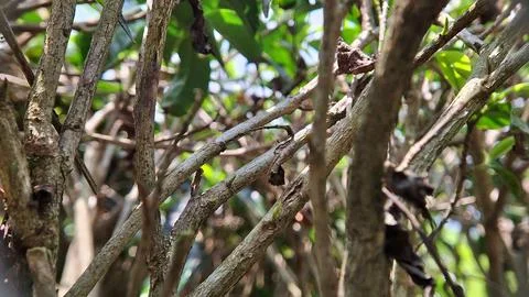 Tea tree trunks Stock Photos