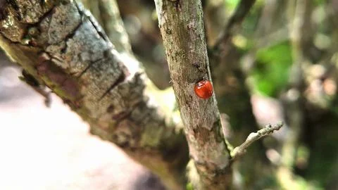 Tea tree trunks Stock Photos