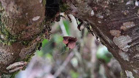 Tea tree trunks Stock Photos
