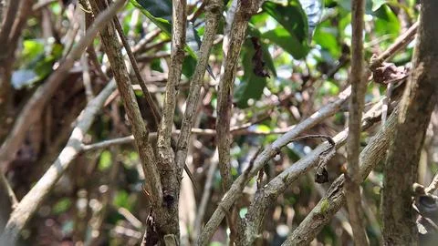 Tea tree trunks Stock Photos