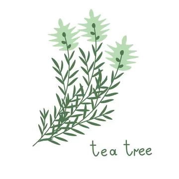 Tea tree vector branch Stock Illustration