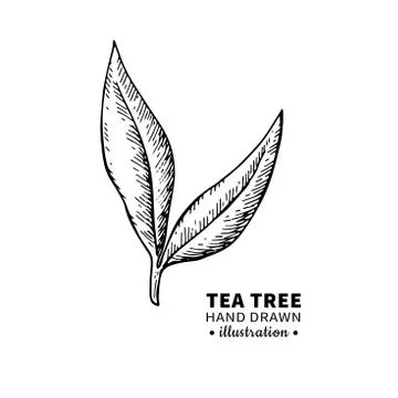 Tea tree vector drawing. Isolated vintage illustration of medical plant leave Stock Illustration
