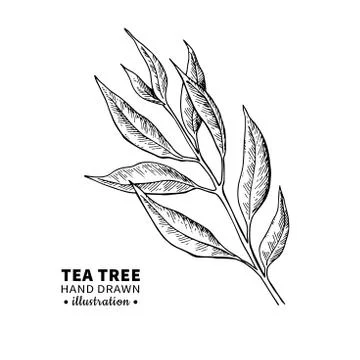 Tea tree vector drawing. Isolated vintage illustration of medical plant leave Stock Illustration